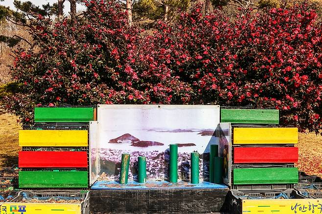 삼학도 옛 사진과 동백꽃 [사진/백승렬 기자]