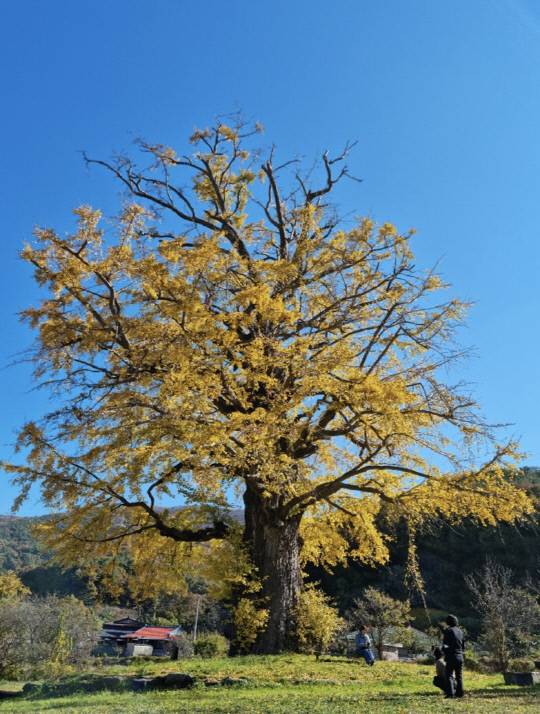 김임벽당·유여주 부부가 심었다고 전해지는 은행나무. 문희순 문학박사·충청문화연구소 연구교수 제공