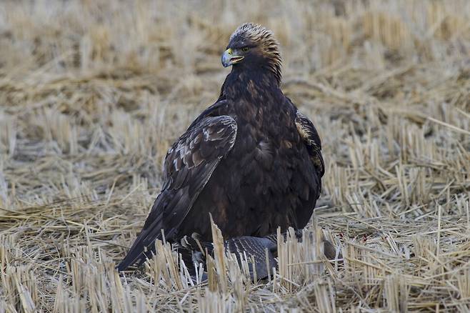 천수만을 찾아 온지 10년이 된 검독수리는 성조의 깃털을 갖추었다. 김제평야 검독수리와 비교가 된다.