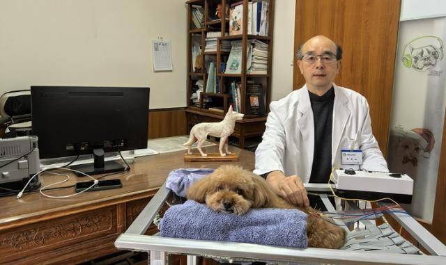 지난 11일 베이징 창핑구의 총푸신 국제동물의학센터에서 수의중방의학 전문가인 천우가 개를 치료하고 있다. 글로벌타임스 캡처