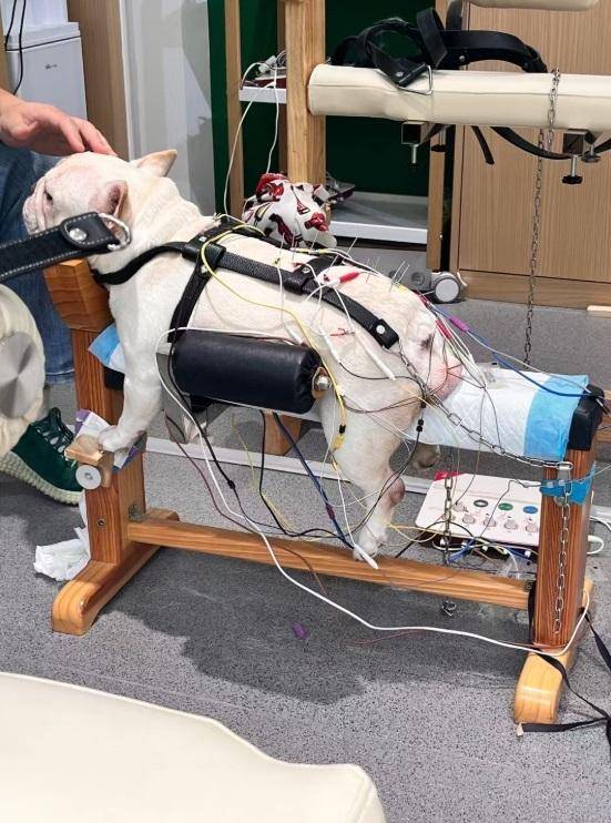 프렌치 불도그가 중국 남서부 쓰촨성 청두의 왕먀오타이이탕에서 침술 치료를 받고 있다. 글로벌타임스 캡처