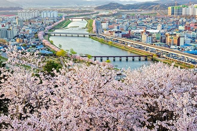 순천 원도심 동천 4월 풍경. [사진 순천시]