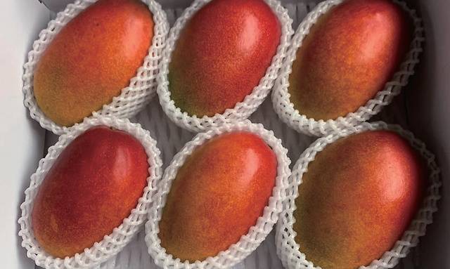 수확 첫해인 2023년에 애플망고 3t을 생산해 인기리에 판매했다.