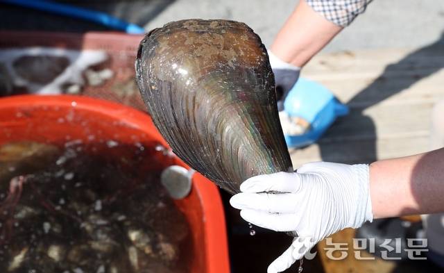 충남 보령 오천 앞바다에서 채취한 키조개.