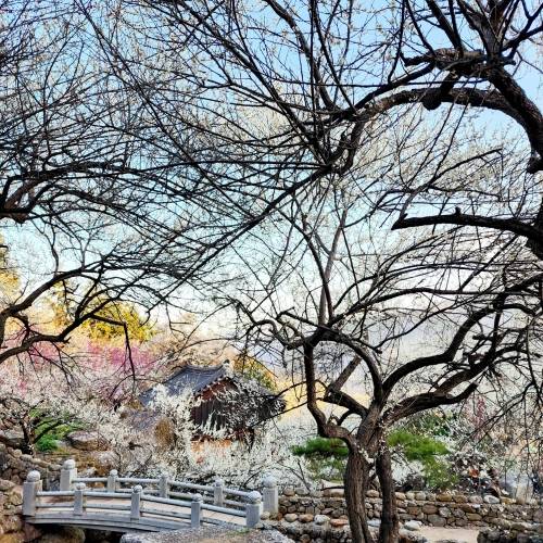전남 광양 매화축제 모습.