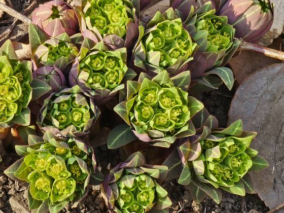 꽃이 활짝 핀 풍도대극. 자라면서 붉은색이 사라진다.