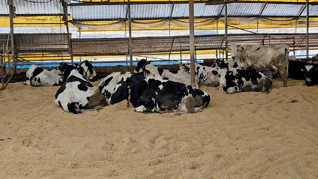 혹한의 날씨로 인해 축사 내에서 휴식을 취하고 있는 젖소들. 겨울철임에도 바닥이 고슬고슬한 상태를 유지하고 있다.[