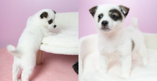 서울동물복지지원센터 마포에서 보호 중인 '노들' (사진 서울동물복지지원센터) ⓒ 뉴스1