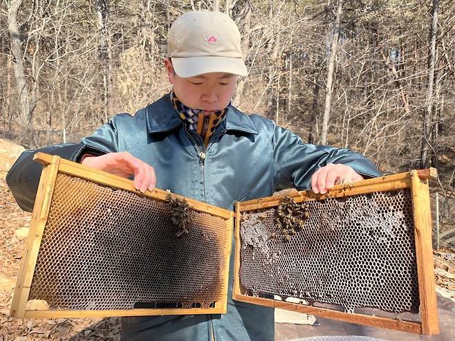 지난달 23일 대전 유성구 성북동 한 산중턱에 둔 벌통에서 꺼낸 소비. 꿀벌들이 모두 죽어 있다. 사진=최용준 기자