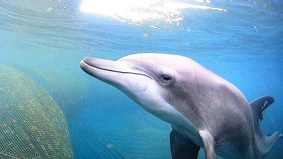 남방큰돌고래 '비봉이'의 방류 전 모습. 비봉이는 2022년 10월 16일 방류된 후 모습을 감췄다. 국내외 전문가들과 동물단체들은 비봉이가 죽었다고 보고 있지만 정부는 그의 죽음도 인정하지 않았다. 해양수산부 제공