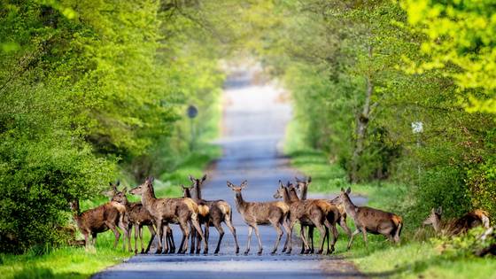 독일의 한 숲길을 지나는 사슴 무리. AP=연합뉴스