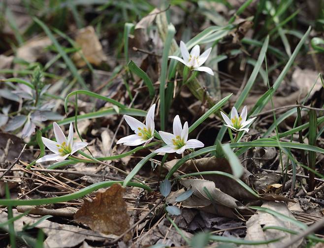 5 산자고: 주변 산에서 쉽게 만날 수 있어요.