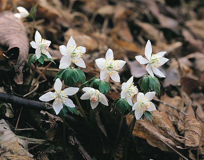 8 너도바람꽃: 꽃잎처럼 보이는 게 꽃받침이란 사실!