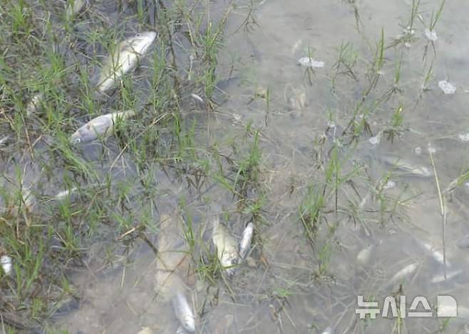 [루안샤(잠비아)=AP/뉴시스]2월19일 잠비아 루안샤 마을 근처 카푸에강에 중국 소유 구리광산의 댐 붕괴로 산성 폐기물이 누출되면서 죽은 물고기들이 떠 있다. 잠비아의 중국 소유 구리 광산에서 지난달 18일 산성 폐기물을 보관하던 테일링 댐이 무너져 댐 하류의 주요 강 적어도 100㎞ 지역이 오염돼 죽은 강으로 변해 수백만명의 사람들에게 장기적 영향을 미칠 수 있다고 잠비아 당국과 환경보호자들이 15일 우려했다. 2025.03.15.