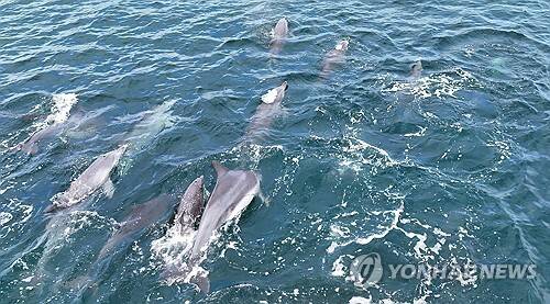제주 서귀포시 대정읍 앞바다에서 남방큰돌고래 무리가 유영하고 있다.  [사진=연합뉴스]