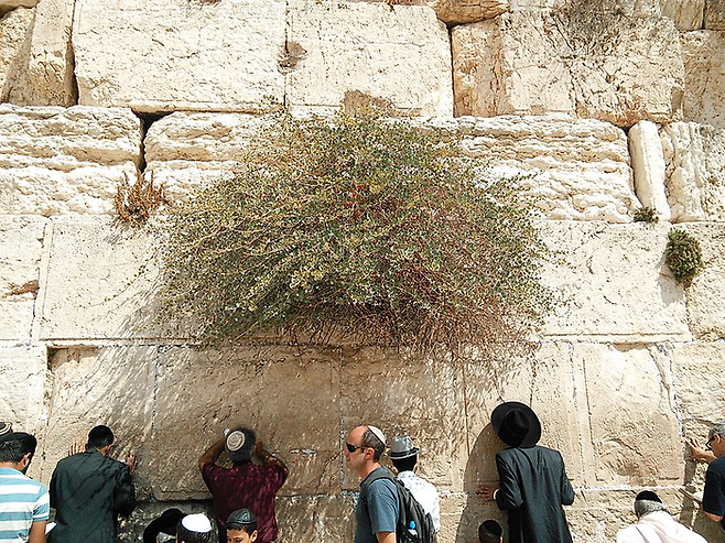 예루살렘 통곡의 벽 틈새에서 자라난 케이퍼. [사진 출처=Bo Basil, 위키피디아]