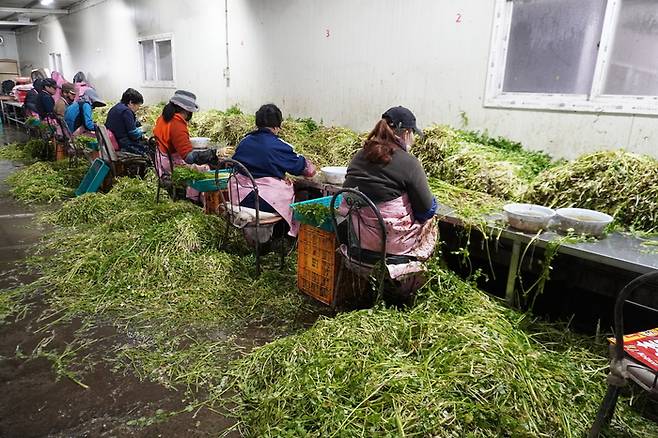 육동 미나리를 씻는 모습.