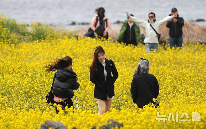[서귀포=뉴시스] 우장호 기자 = 제주 지역에 강한 바람이 불고 있는 16일 오전 서귀포시 성산일출봉 광치기해변 인근 유채꽃밭을 찾은 외국인 관광객들이 궂은 날씨에도 봄정취를 즐기고 있다. 2025.03.16. woo1223@newsis.com