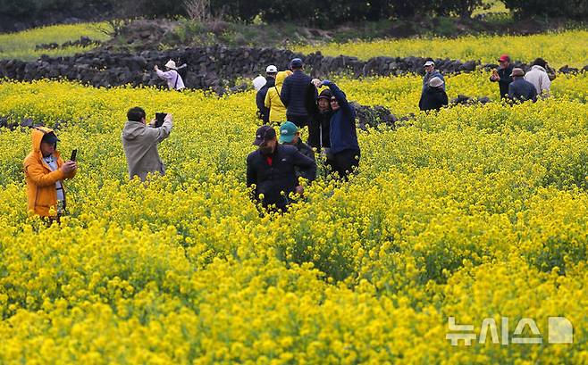 [서귀포=뉴시스] 우장호 기자 = 제주 지역에 강한 바람이 불고 있는 16일 오전 서귀포시 성산일출봉 광치기해변 인근 유채꽃밭을 찾은 관광객들이 궂은 날씨에도 봄정취를 즐기고 있다. 2025.03.16. woo1223@newsis.com