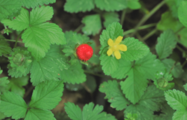 산뱀딸기 열매와 꽃. 사진 제공=환경부