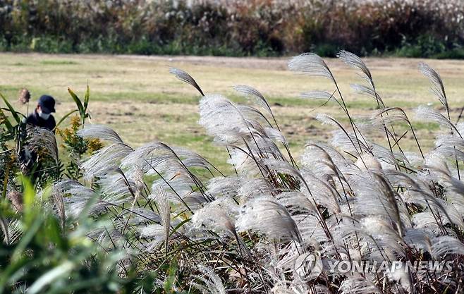 부산 낙동강 둔치 삼락생태공원 [연합뉴스 자료사진]