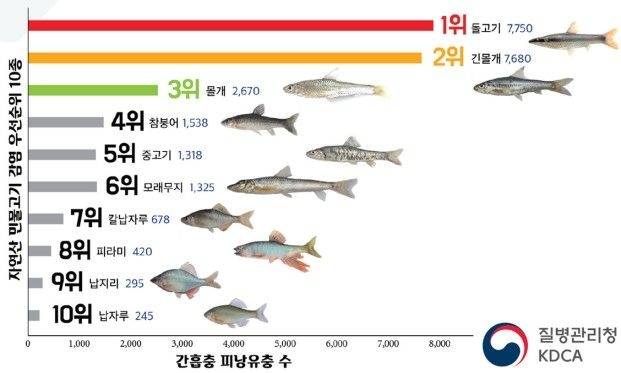 간흡충 감염 위험 자연산 민물고기 10종 [질병관리청 제공]