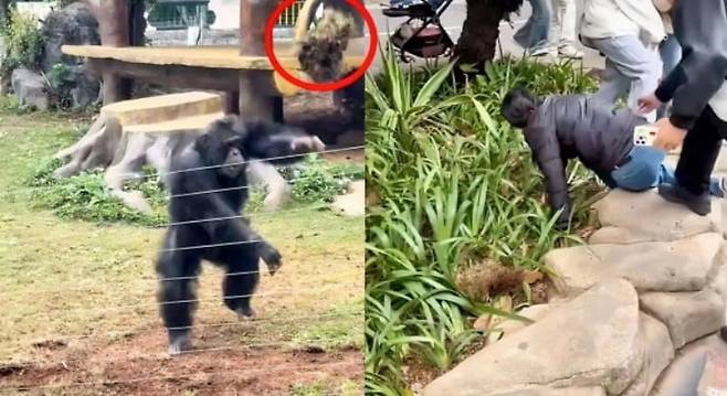 중국 동물원 침팬지가 관광객에게 풀더미를 던지는 모습./바이두