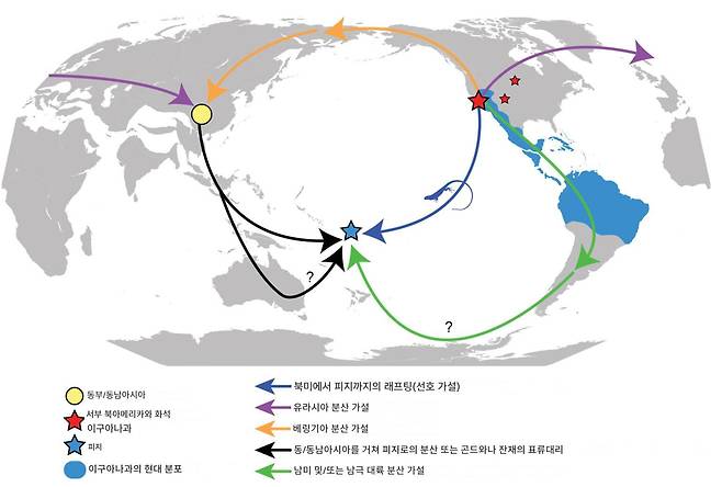 3400만년 전 세계 지도. 브라킬로푸스가 피지에 식민지를 건설할 것이라는 가설 시나리오를 보여준다. 새 연구에 따르면 가장 가능성 있는 시나리오는 북아메리카 서부에서 피지로 이어지는 진한 파란색 화살표로 표현된다. 작은 빨간색 별은 화석 이구아나이드가 발견된 북아메리카 지역을 나타낸다. 현대 이구아나이드의 분포 범위(아메리카, 피지, 통가)는 밝은 파란색으로 표시했다. /사이먼 스카르페타와 짐 맥과이어