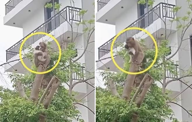 주택가에 원숭이 한마리가 나타나 강아지를 팔에 안고 나무 꼭대기에 올라 이리저리 이동하고 있다./사진=docnhanh