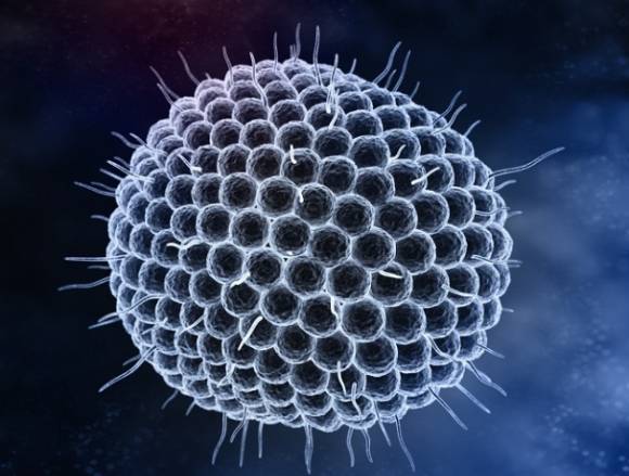 대상포진 치료에서는 3일 이내에 항바이러스제를 복용하는 것이 가장 효과적이다. 사진은 대상포진 바이러스. [사진=National Foundation for Infectious Diseases]