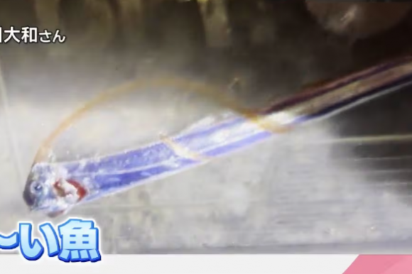 지난 12일 일본 미야자키현 니치난시의 아부라츠 항구에서 고등학생들이 낚은 새끼 산갈치로 추정되는 물고기. 대형 산갈치의 특징 중 하나인 붉은색 머리 지느러미가 확인됐다. mrt미야자키방송 캡처