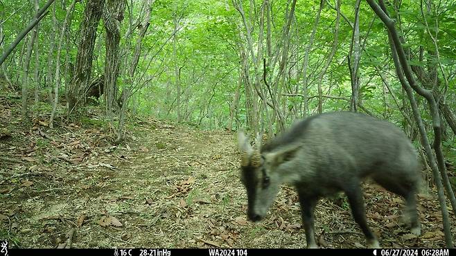 지난해 무인센서 카메라로 촬영한 산양 [야생생물보전원 제공. 재판매 및 DB 금지]