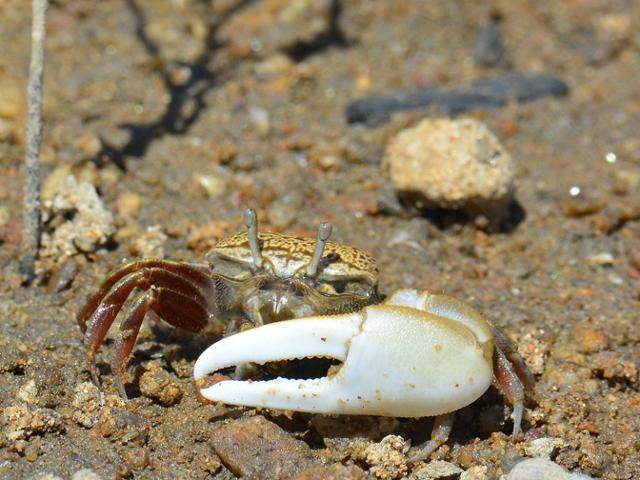 인천 영종도 갯벌에 사는 멸종위기종 야생생물 2급이자 해양보호생물인 흰발농게. 수컷은 하얗고 커다란 집게발을 한쪽만 갖고 있는 게 특징이다. 인천녹색연합 제공