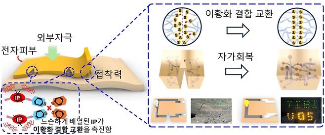 자가치유 기능을 가진 전자피부 개략도. 인간피부와 유사한 영률 100kPa와 굴곡진 부분도 높은 접착력을 갖는다. (오른쪽)전자피부가 손상됐을 때 복구 메커니즘, 이황화 결합(S-S)이 끊어졌다가 다시 결합 교환으로 자가 회복되는 과정. 서울시립대