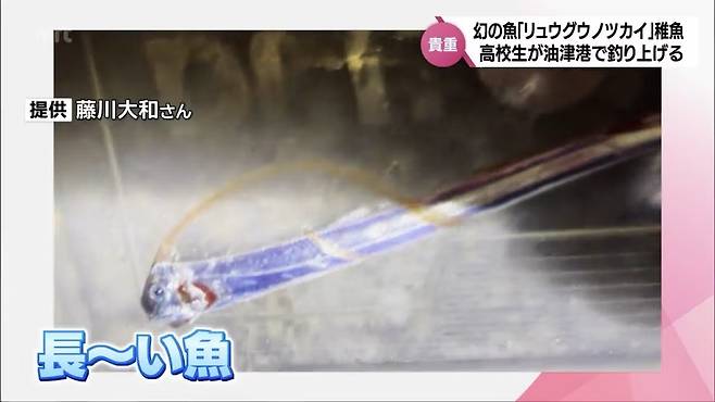 /사진=MRT미야자키방송