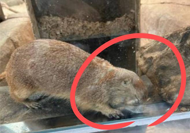 지난 15일 대전의 한 유명 동물원에서 다람쥐과 동물 ‘프레리도그’가 눈을 질끈 감은 채 시멘트 바닥에 머리를 들이밀고 있다.[대전충남녹색연합 제공]