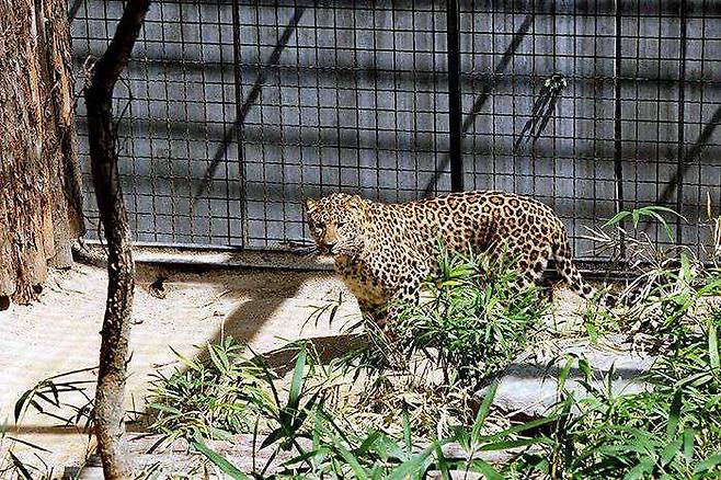 대전 오월드에 전시된 표범.[대전 오월드 홈페이지 갈무리]