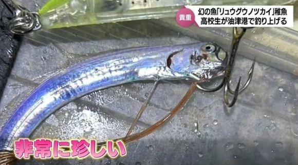 [서울=뉴시스] '종말의 날 물고기(Doomsday fish)'로 불리는 심해어인 산갈치 새끼가 일본 항구에서 잡혀 화제를 모으고 있다. (사진= MRT 미야자키 방송 캡처 ) 2025.03.19. photo@newsis.com *재판매 및 DB 금지