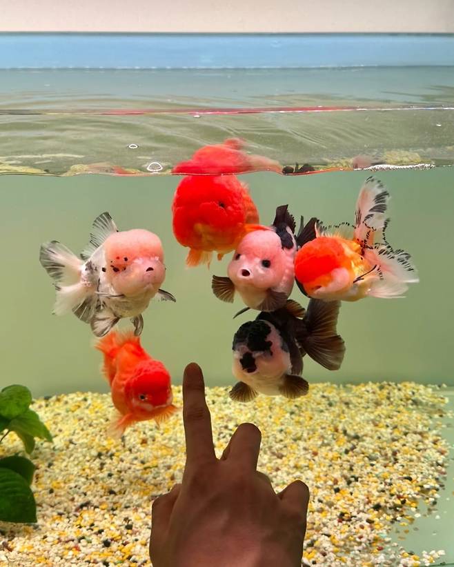 인스타그램 @moolgogie