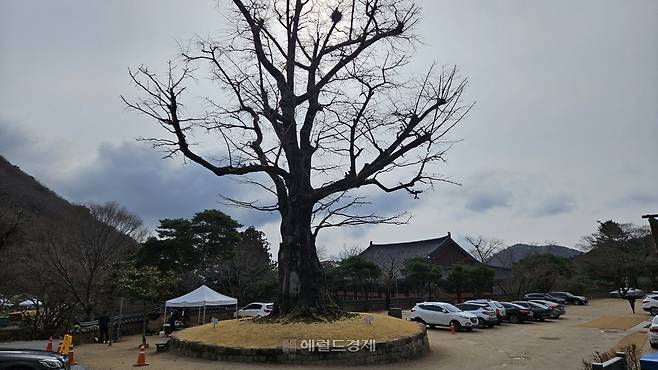 600년 된 은행나무