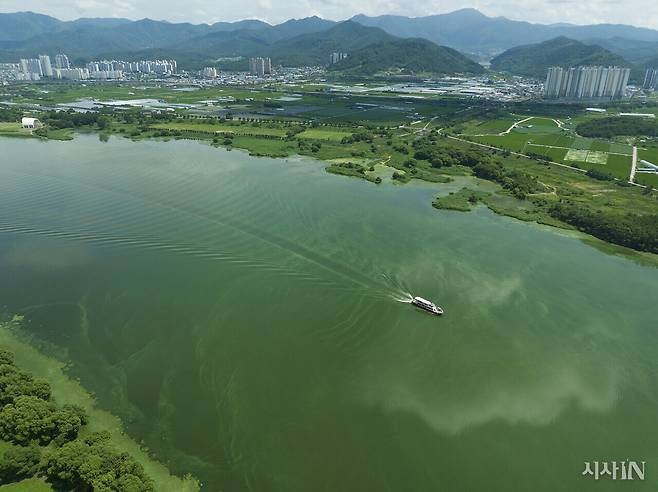 2022년 8월5일 대구 달성군 성산리 인근 낙동강에 녹조가 올라온 모습. 뒤쪽으로 아파트 등 마을이 보인다. ⓒ시사IN 이명익
