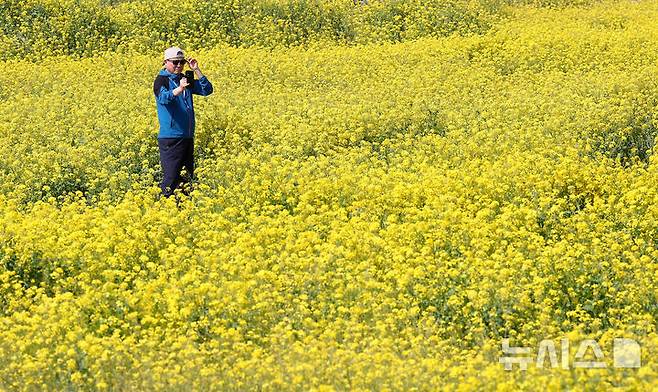 [서귀포=뉴시스] 우장호 기자 = 완연한 봄날씨를 보인 21일 오전 제주 서귀포시 성산읍 성산일출봉 광치기해변 인근에 조성된 유채꽃밭에서 한 상춘객이 셀카를 남기고 있다. 2025.03.21. woo1223@newsis.com