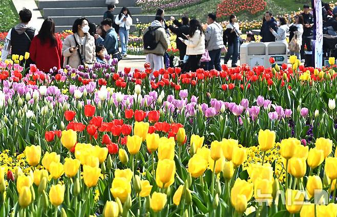 [용인=뉴시스] 김종택 기자 = 에버랜드 튤립축제가 시작된 21일 경기도 용인시 에버랜드 포시즌스 가든을 찾은 시민들이 활짝 핀 튤립 꽃길을 거닐며 봄기운을 만끽하고 있다. 2025.03.21. jtk@newsis.com