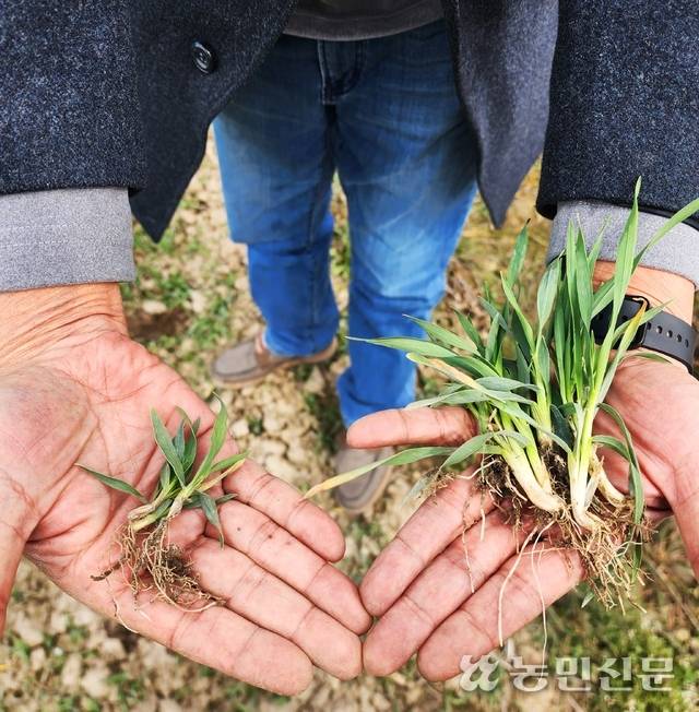 지난해 12월 뒤늦게 파종한 밀(왼쪽)은 11월 초중순 정상 파종한 밀에 비해 새끼치기(분얼)가 거의 일어나지 않았다.