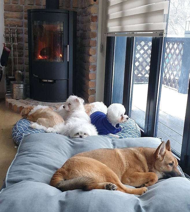 다른 반려견과 편안한 일상을 보내고 있는 맑음이(보호자 제공) ⓒ 뉴스1