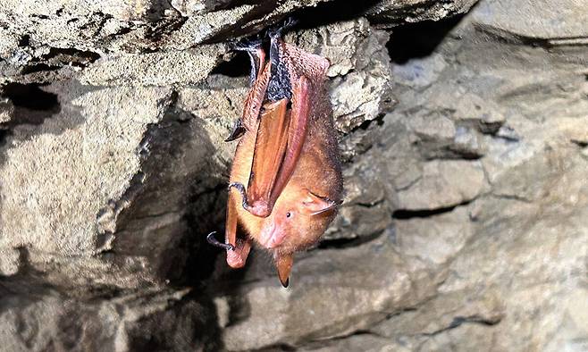 칠곡군 팔공산에서 발견된 붉은박쥐.국립공원공단 동부지역본부 제공