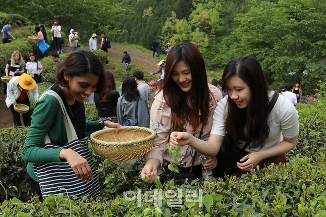 보성다향대축제 체험객(사진=보성군청)