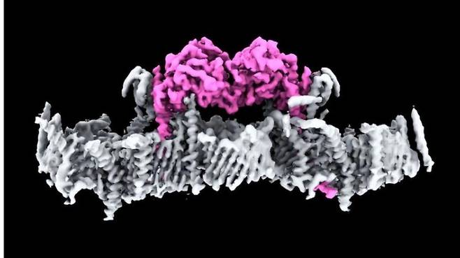 두 개의 PINK1 단백질(분홍색)이 세포의 미토콘드리아에 부착되어 있는 모습. 이 단백질이 '파킨'이란 단백질로 연결되며 돌연변이가 일어나면 신경세포를 죽여 신경퇴행성 질환을 일으킨다. [사진=WEHI]