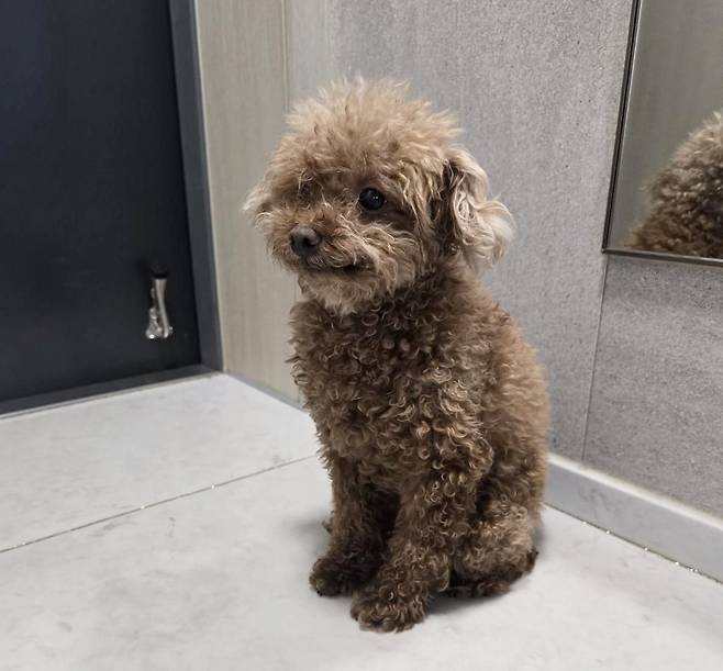 '차량이 도착했습니다' 소리에 현관문으로 가 앉아 아빠를 기다리는 뚜기 (한지혜 씨 제공) ⓒ 뉴스1