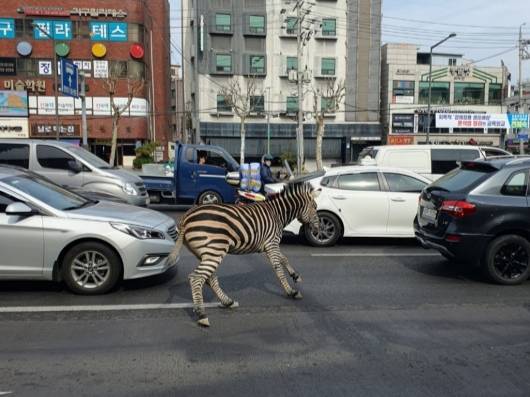 4살 수컷 그랜트 얼룩말 '세로'가 2023년 3월 23일 서울 광진구 서울어린이대공원을 탈출해 인근 주택가와 도로 등을 3시간 활보한 끝에 생포됐다. /사진=독자 제공
